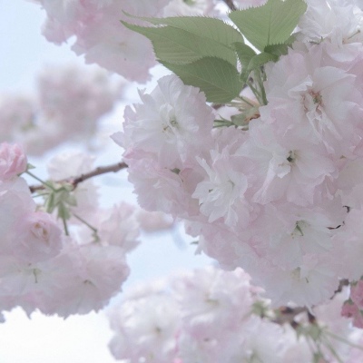 内丘FurryQQ群介绍